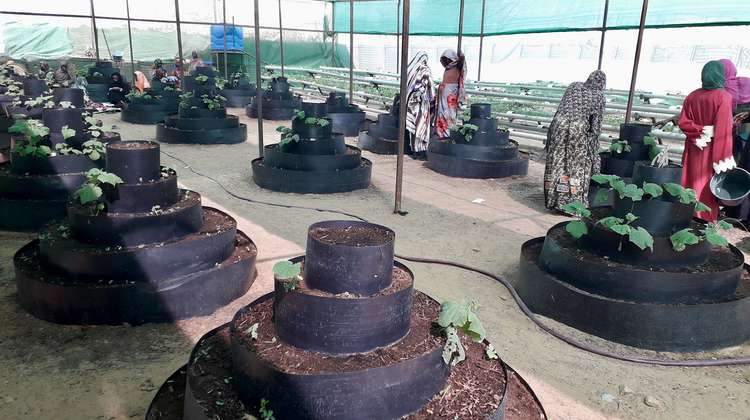 Circular gardens are being used alongside hydroponic gardens in Camp Zamzam in North Darfur