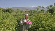 Ein Rosenbauer bei seiner ersten Ernte in Nangarhar, Afghanistan.