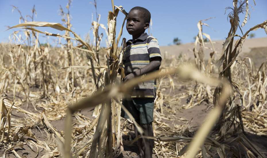 A boy from Salima, Malawi, standing in a dry field with dead plants