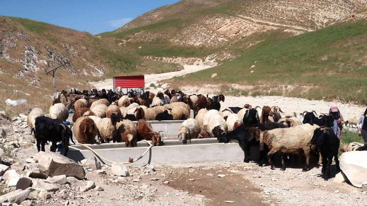 Livestock drinking in Sinjar, Nineveh Governorate, Iraq