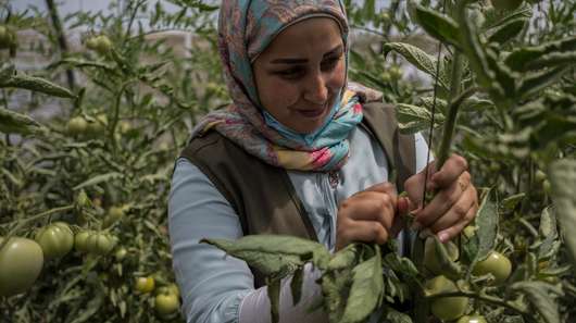 Zainab Mussavi, an employee of the organization LOST, stands in the greenhouse where fresh tomatoes are growing. 