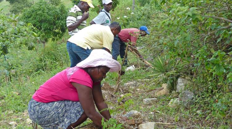 Planting trees and building stone walls: The farmers in Haiti are learning how to protect their environment and secure their soil.