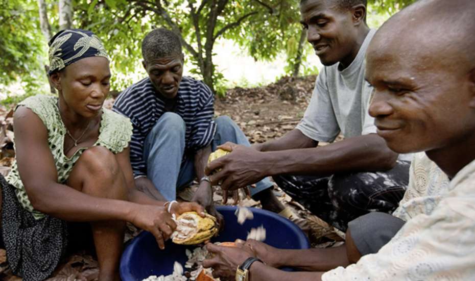 Sierra Leone: Organic Cocoa