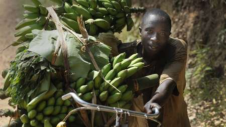 A man transports a big banana plant.