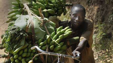Banana transport in Congo A man transports a big banana plant.