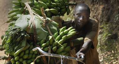 A man transports a big banana plant.