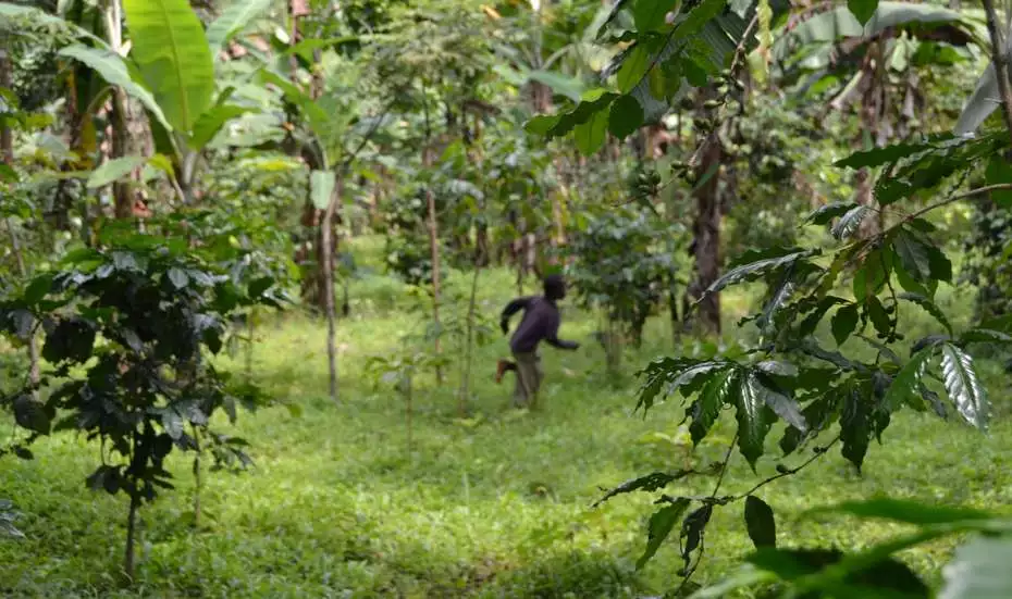 Carbon agriculture of coffee and banana in Uganda.