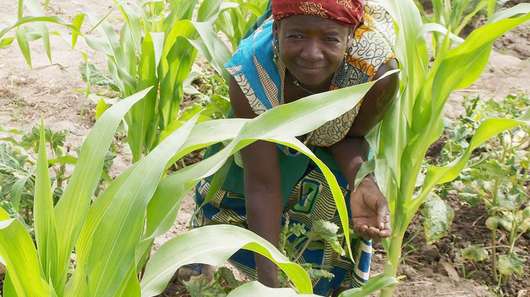 Burkina Faso, Produktion landwirtschaftlicher Produkte in Dissin und Ouessa, Burkina Faso, agricultural production, Dissin and Ouessa