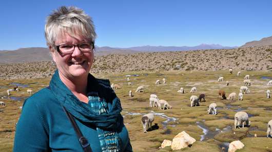 Mitarbeiterin Ulla Förster in Peru vor einer Herde Alpakas. 