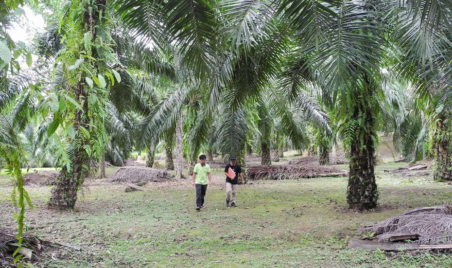 Oil palm plantation in Sabah, Malaysia.