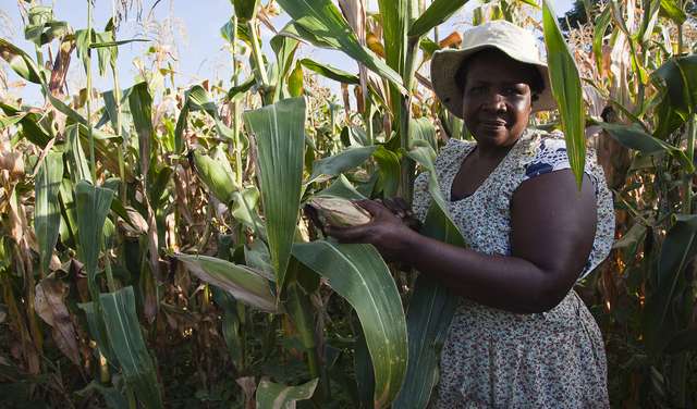 Lucy Marimirofa, a 53-year-old farmer in a cornfield