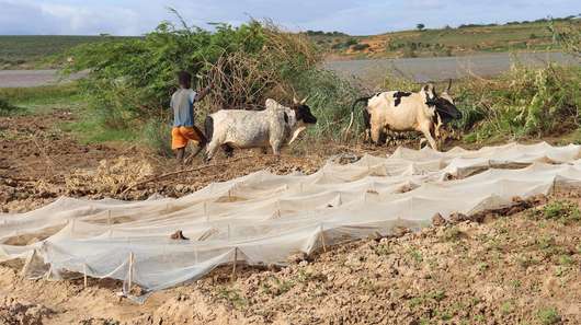 Ein Bauer baut Bohnen an in Farafangana, Madagaskar