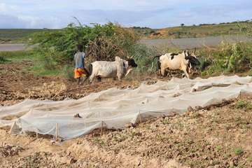 Ein Bauer baut Bohnen an in Farafangana, Madagaskar