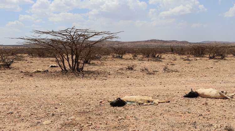Drought in Somaliland: Animal carcasses around Borama.