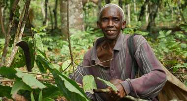 Ein Mann bei der Kakao-Ernte