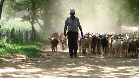 Pastorialist with his herd of cattle
