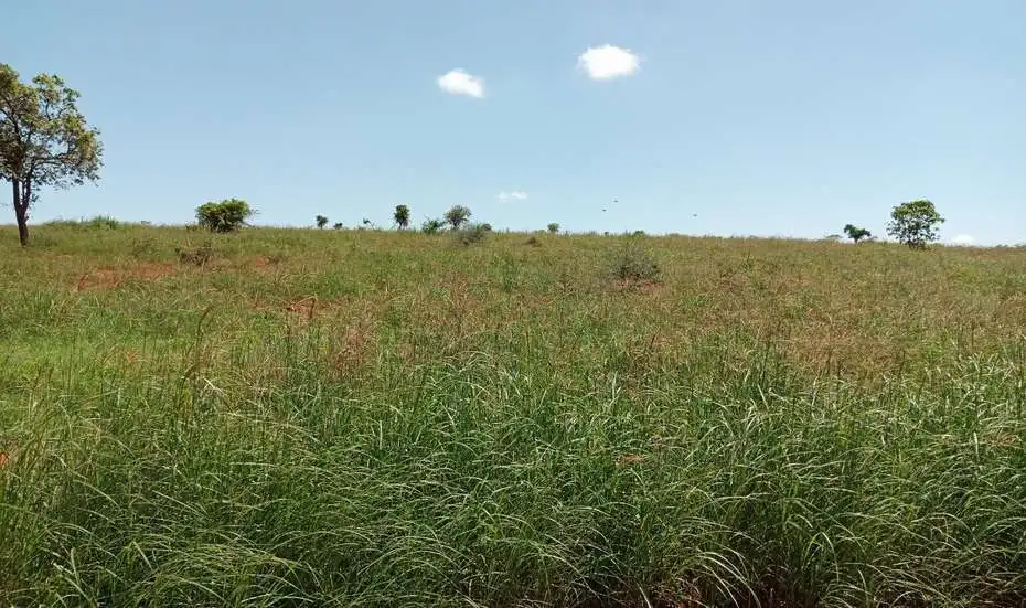 Restored Rangeland in Argene, Ethiopia. 