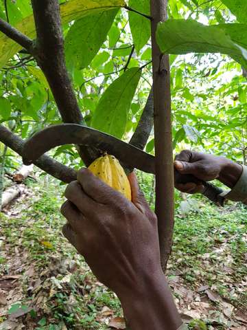 Kakao-Bäume werden mit geschärfter Machete beschnitten, Sierra Leone.