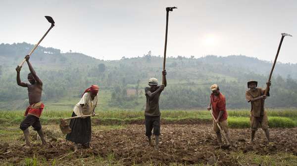 Feldarbeiter auf ihrem Reisfeld in Ruanda