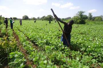 Kleinbauern bei der Feldarbeit in Uganda.