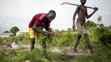 2016-agriculture-carrots-kleibauer-smallfarmers-centralafricanrepublic-kai-loeffelbein-1.jpg Zentralafrikanische Republik Central African Republic, Ngoulekpa und Boussamoa