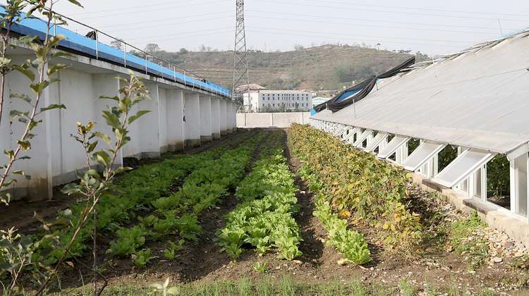 Around the capital city of Pyongyang, Welthungerhilfe is working in seeding centres and agricultural cooperatives