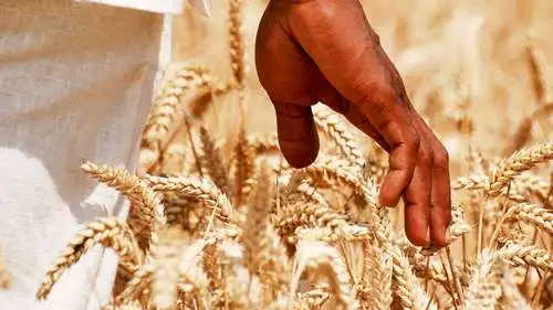 Hand berührt Weizen in einem Feld