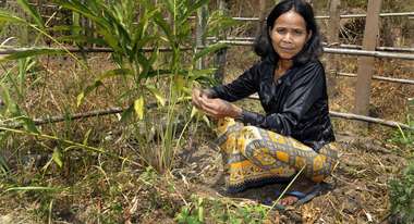 Frau beim Gemüse- und Kräuteranbau in Kambodscha