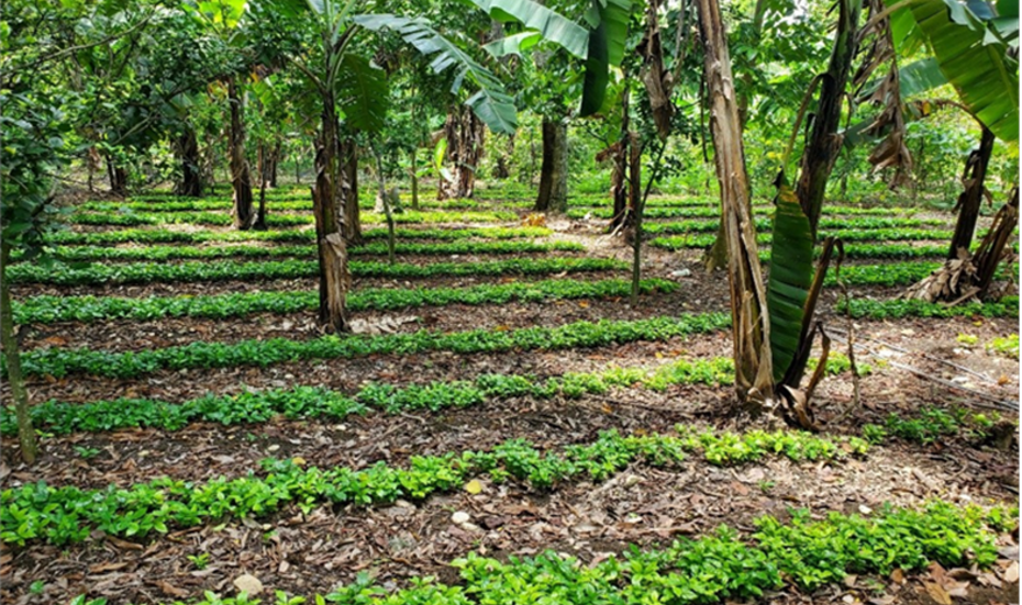 Coffee nursery in the Dominican Republic