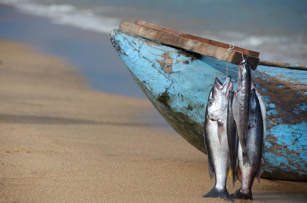 Fish Caught China Trade,Buy China Direct From Fish Caught
