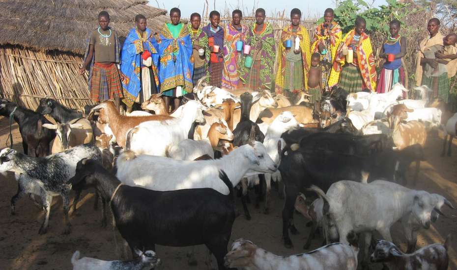 Women’s groups care for the goats together. This is a novelty in Karamoja, where animals traditionally belong to the men.