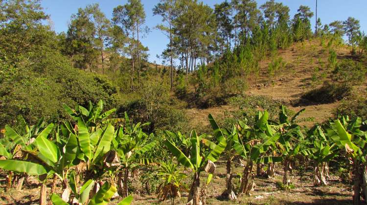 Ein Agro-Forst-System, Haiti.
