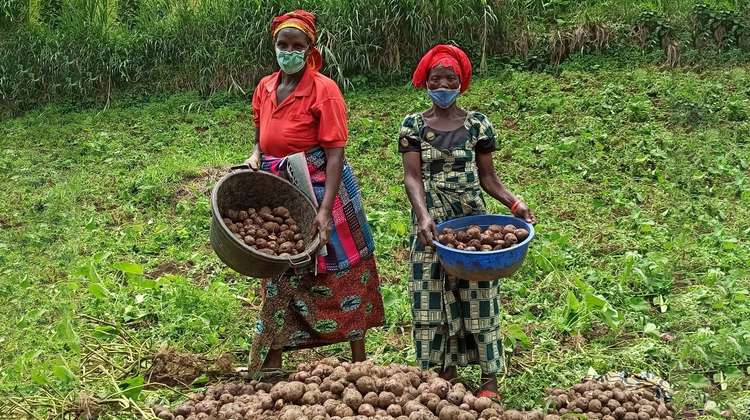 Zwei Frauen stehen mit ihrer Ernte auf dem Kartoffelfeld, Kongo 2021.