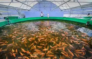 Fish: Fishing and fish farming in aquacultures - ProVeg International