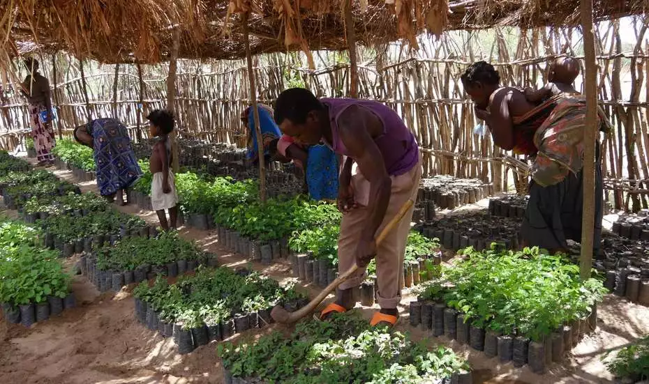 Bauern arbeiten in einer Gärtnerei für Baumsetzlinge in Malawi