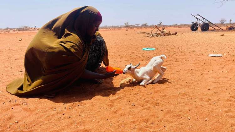 Eine Frau füttert eine kleine Ziege mit einer Flasche.