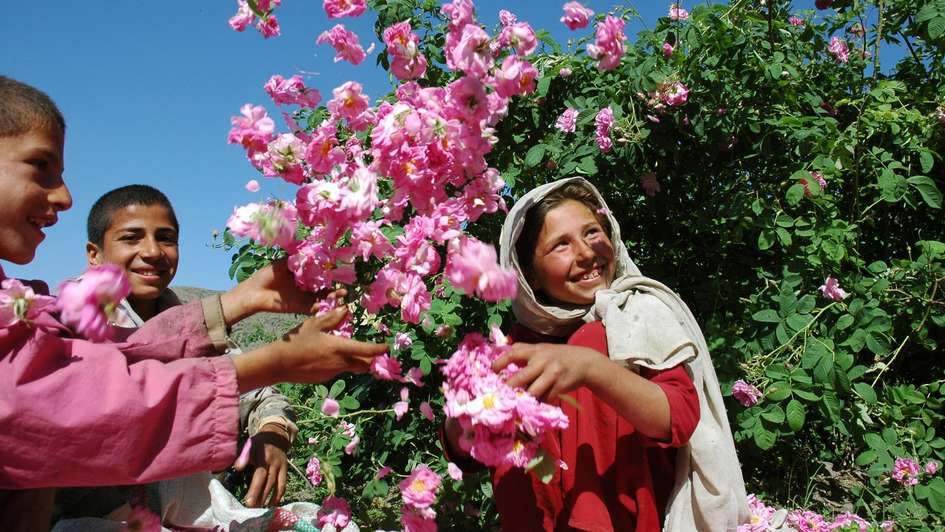 Three children playing with rose blossoms. 