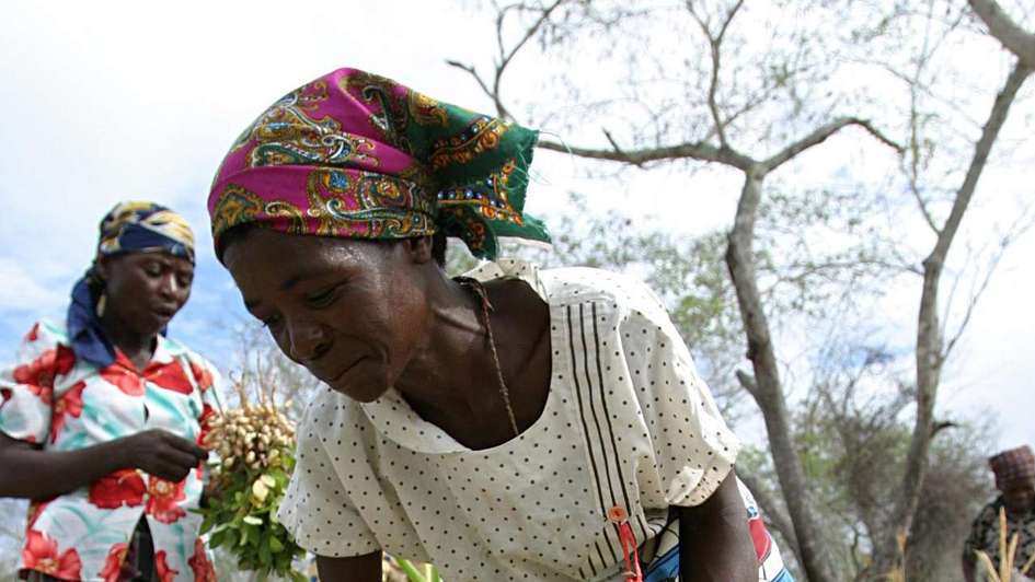 Women near Mabote harvesting peanuts.