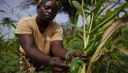 A woman working in her field. She is holding and looking at a maize plant. 