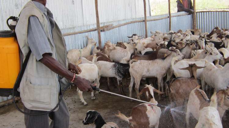 In special Welthungerhilfe courses, herders learn how to look after their livestock. Here, a man is disinfecting goats.