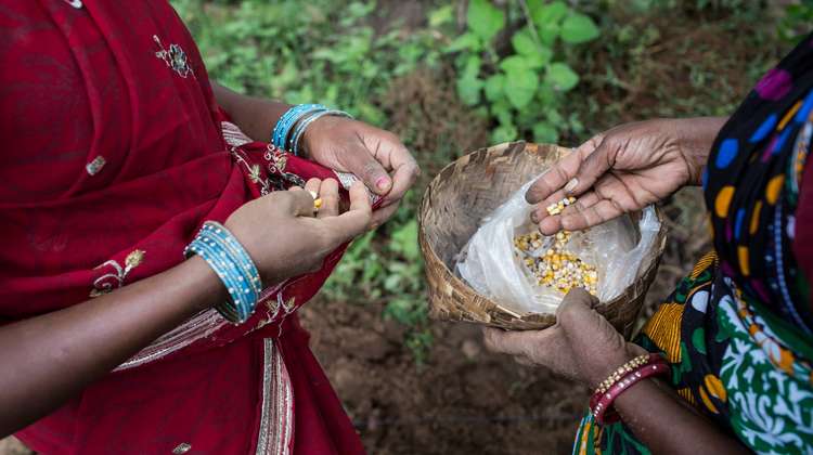 Frauen begutachten Saatgut, Indien.