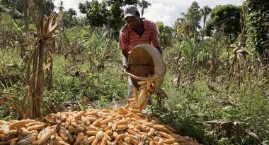 A variety of vegetables, including maize, is grown in Jean Rabel. This mixture ensures a varied diet.