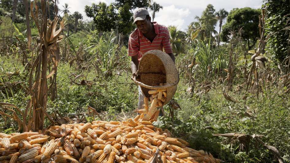 Different kinds of vegetables are grown in Jean Rabel, including corn.