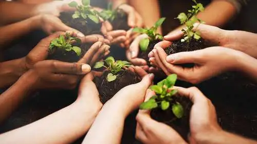 Hands holding seedlings