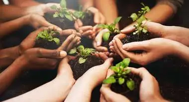 Hands holding seedlings