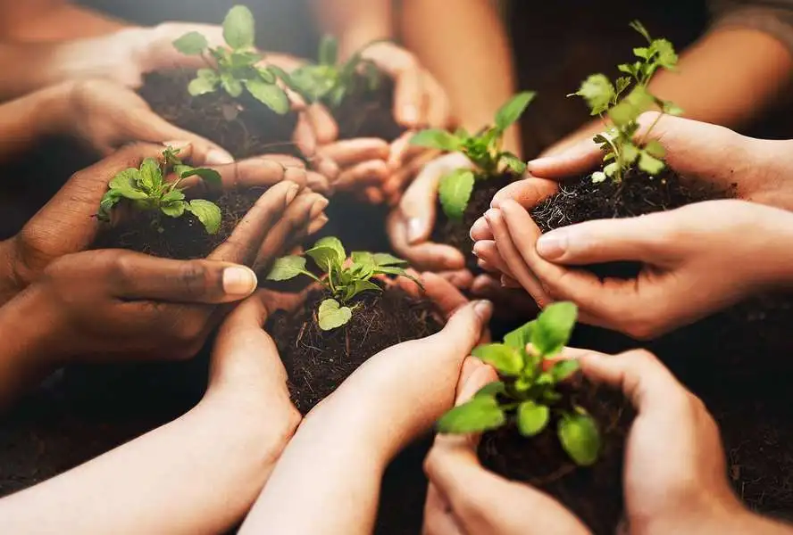 Hands holding seedlings
