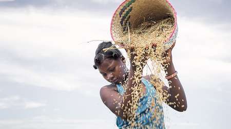 Woman with a basket at the rice harvest