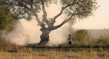 A woman from Madagascar stands under a large tree.