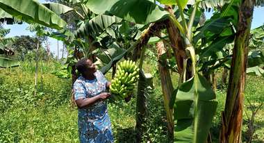Fröhliche Frau bei der Bananenernte