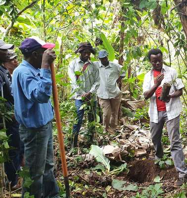 Eine Gruppe Menschen im Wald Haitis bekommt Informationen zu einer Kaffeepflanze.